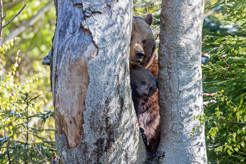 Peekaboo | Alamy Stock Photo by Ronald Wittek/imageBROKER.com GmbH & Co. KG