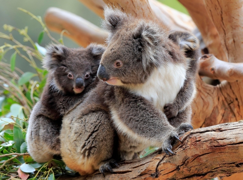 Hey Mom, What Are You Doing? | Alamy Stock Photo by Juergen & Christine Sohns/imageBROKER.com GmbH & Co. KG