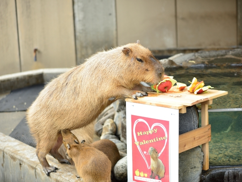 Capy Valentine's Day | Adobe Stock Photo by lastpresent