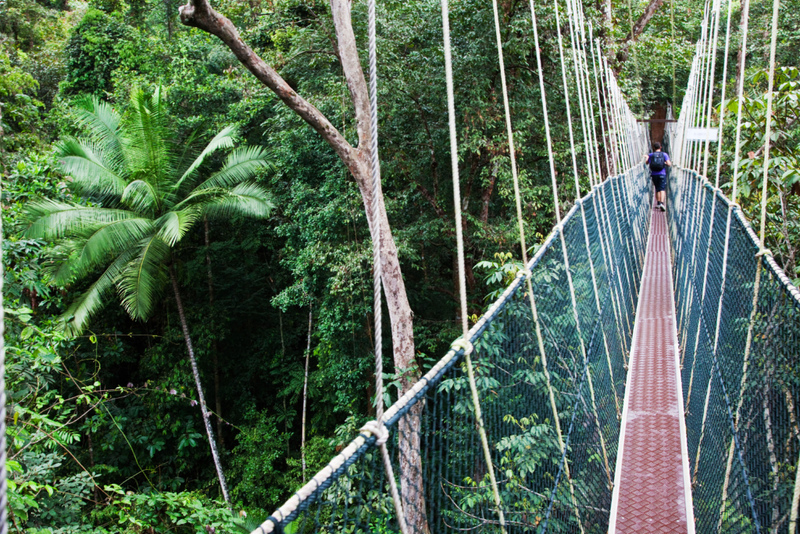 Pasarela del dosel en el Parque Nacional Taman Negara, Malasia | Alamy Stock Photo by Andy Selinger