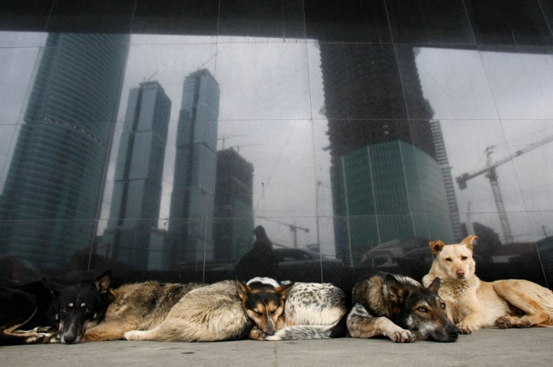 Perros del metro | Alamy Stock Photo