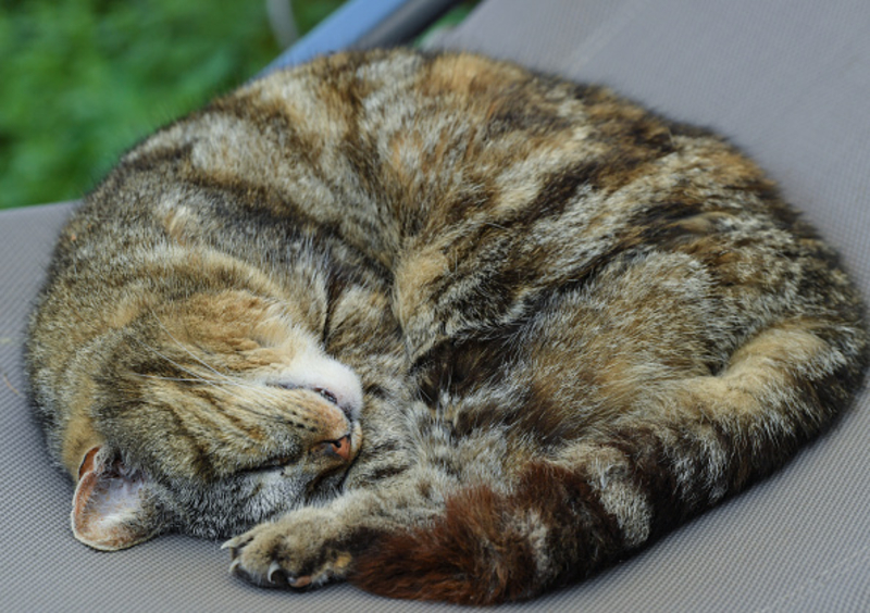 How Do Cats Purr? | Getty Images