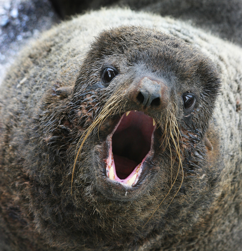 Steller’s Sea Ape | Shutterstock