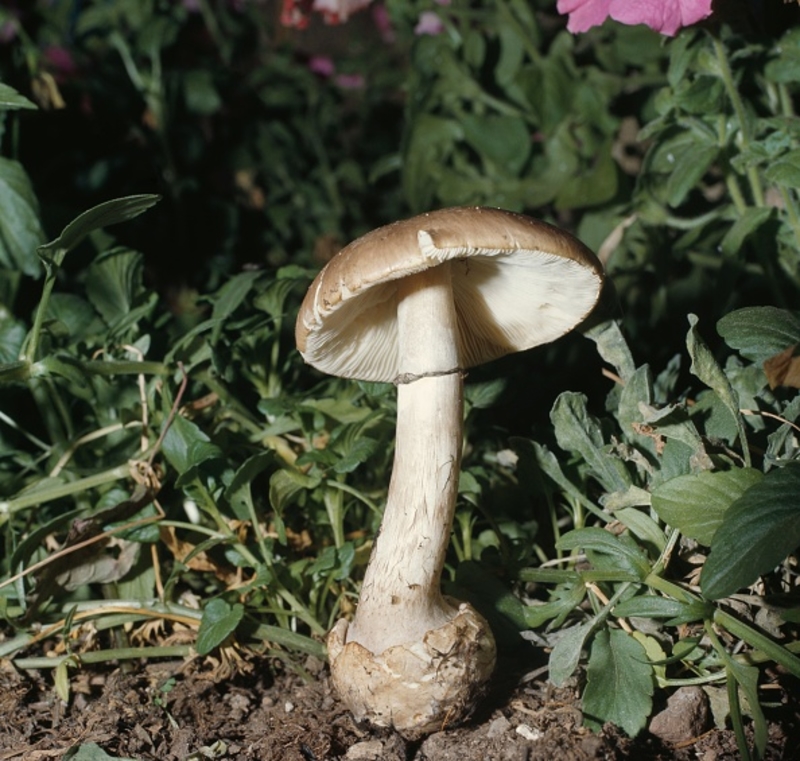 Ne mangez jamais un champignon qui pousse près des arbres | Getty Images Photo by DE AGOSTINI PICTURE LIBRARY