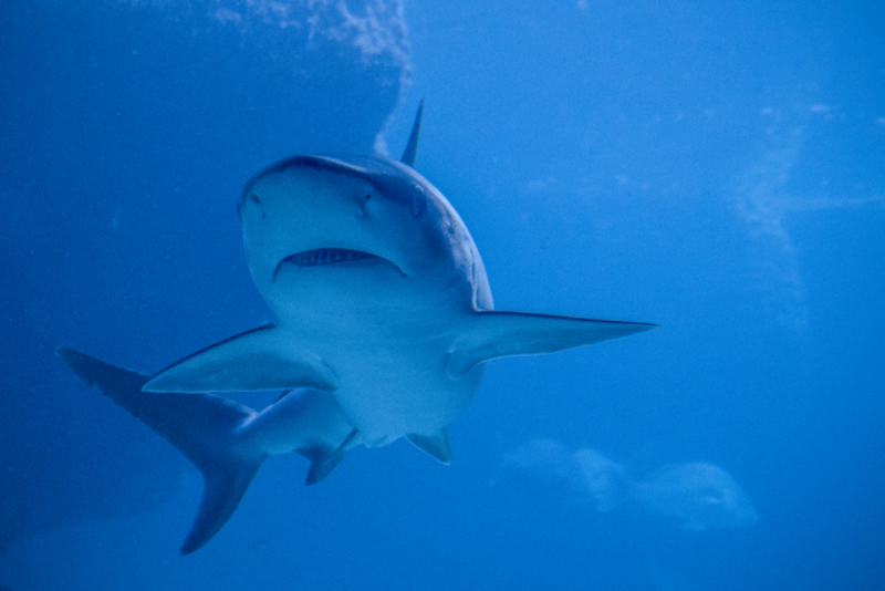 Un requin nage vers vous en eau profonde ? C'est sûrement un ouragan... | Getty Images Photo by Instants