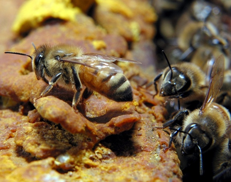 Si une abeille vous pique près d'une ruche, mettez vous à l'abri | Getty Images Photo by Martin Chan/South China Morning Post