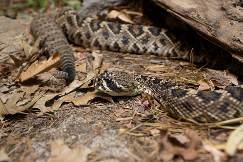 Les serpents à sonnette vous avertissent lorsqu'ils risquent d'attaquer | Getty Images Photo by Andrew Lichtenstein/Corbis 