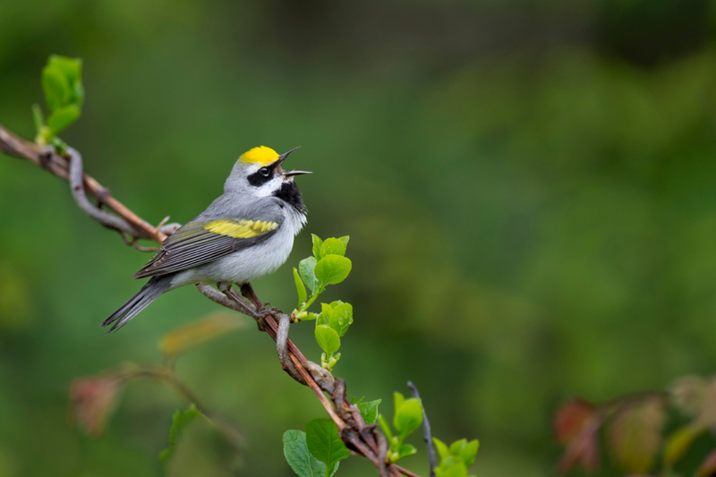 Se Uma Toutinegra Da Asa De Ouro Desaparecer, Uma Tempestade Está Vindo | Shutterstock