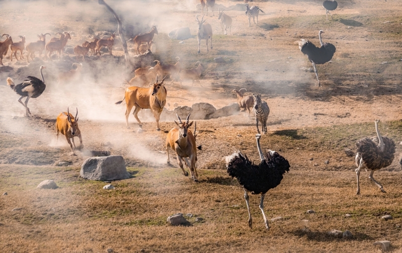 Mas Se Você Avistar Animais Correndo Na Sua Direção, Pode Ser Sinal De Incêndio | Alamy Stock Photo by Wirestock, Inc.