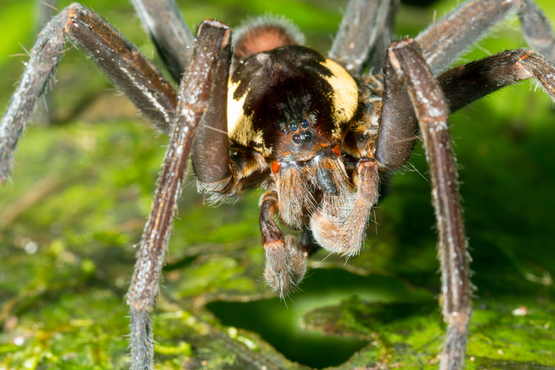 Amazon Giant Fishing Spider | Alamy Stock Photo by Morley Read 