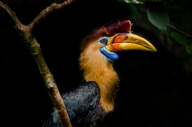 Helmeted Hornbill | Farbenkind/Shutterstock