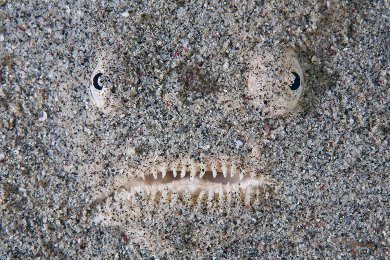 Stargazer Fish | Alamy Stock Photo by Ethan Daniels 