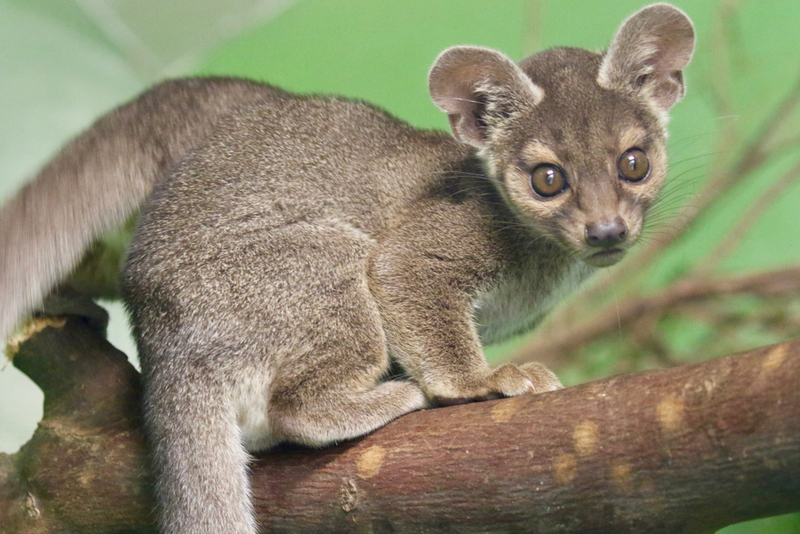 Fossa | R J Endall Photographer/Shutterstock