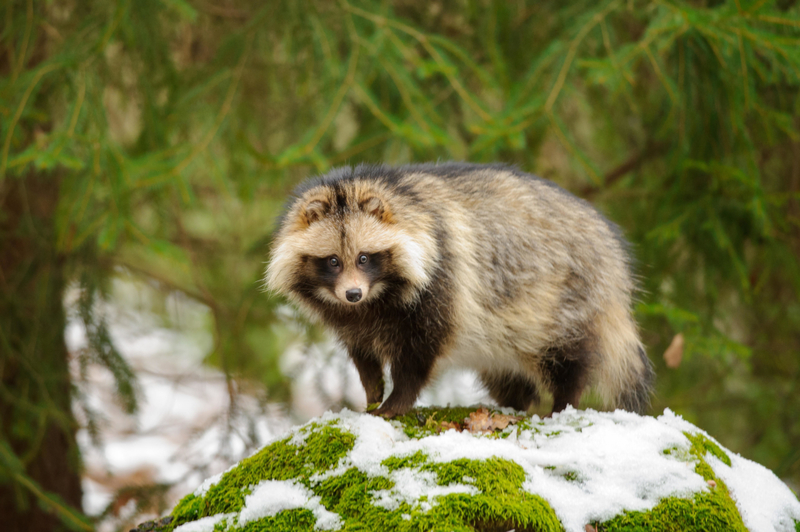 Raccoon Dog | Alamy Stock Photo by Stanislav Duben