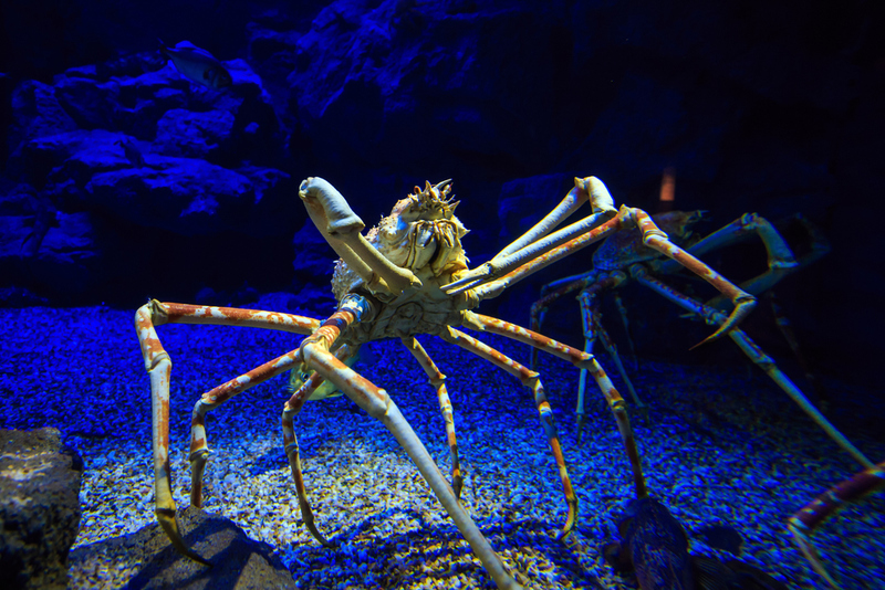 Japanese Spider Crab | f11photo/Shutterstock