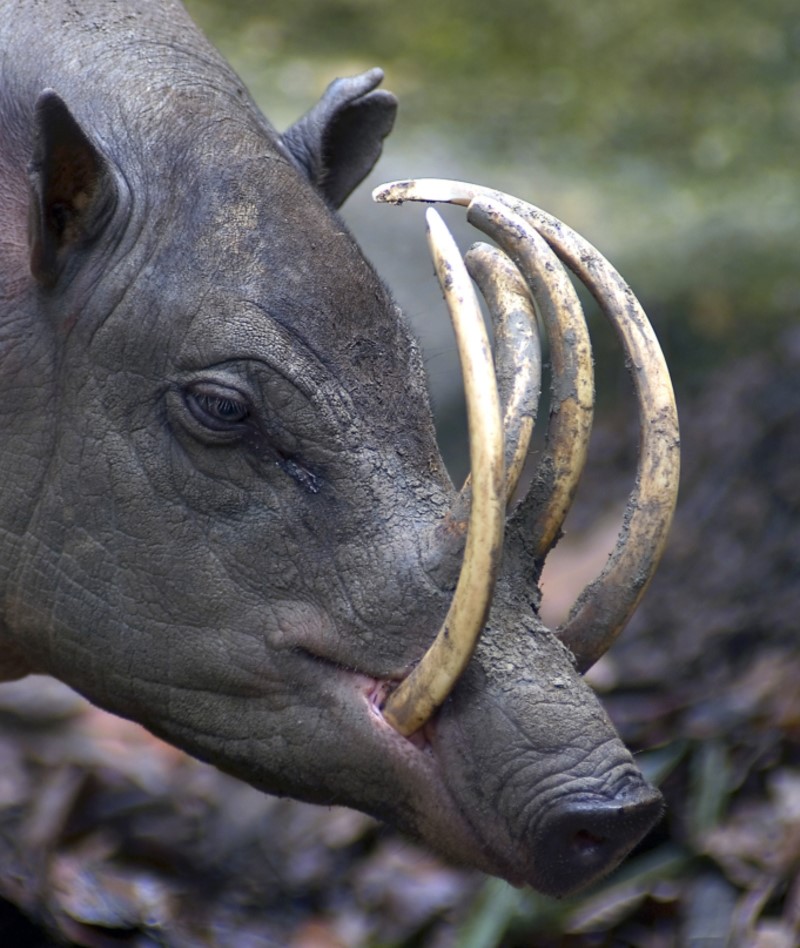 Babirusa | Teo Boon Keng Alvin/Shutterstock