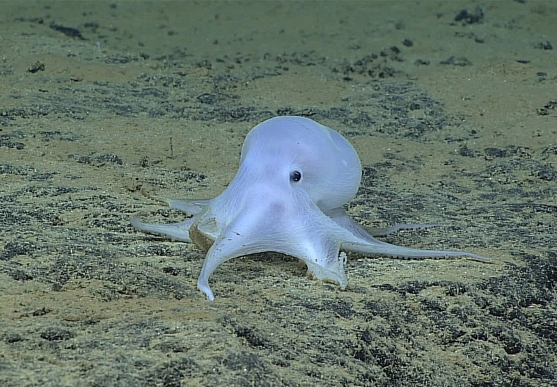 Casper Octopus | Alamy Stock Photo by Planetpix 