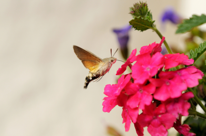 Hummingbird Hawk-Moth | Alamy Stock Photo by David & Micha Sheldon/F1online digitale Bildagentur GmbH