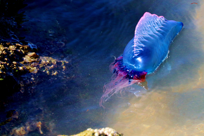 Portuguese Man O' War | Laurel A Egan/Shutterstock