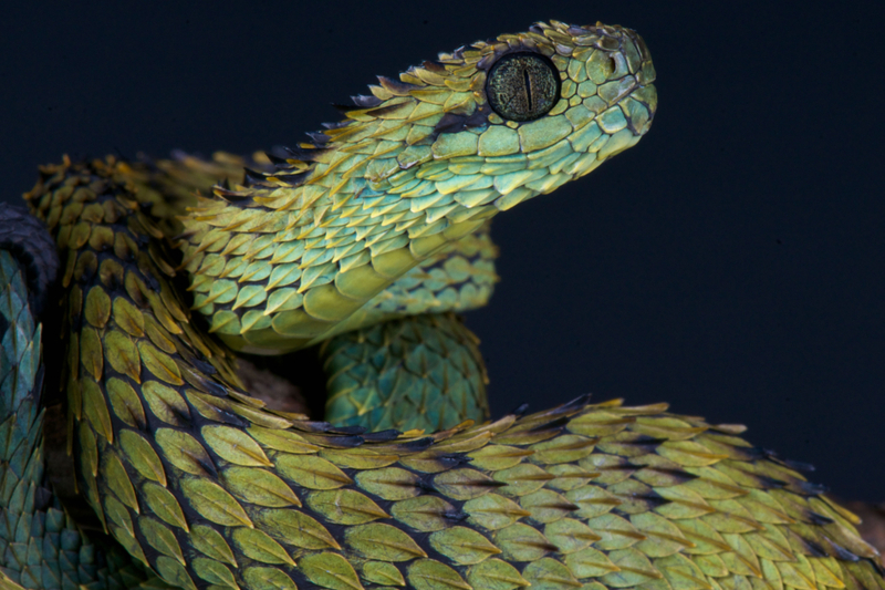 Spiny Bush Viper | Alamy Stock Photo by Matthijs Kuijpers 