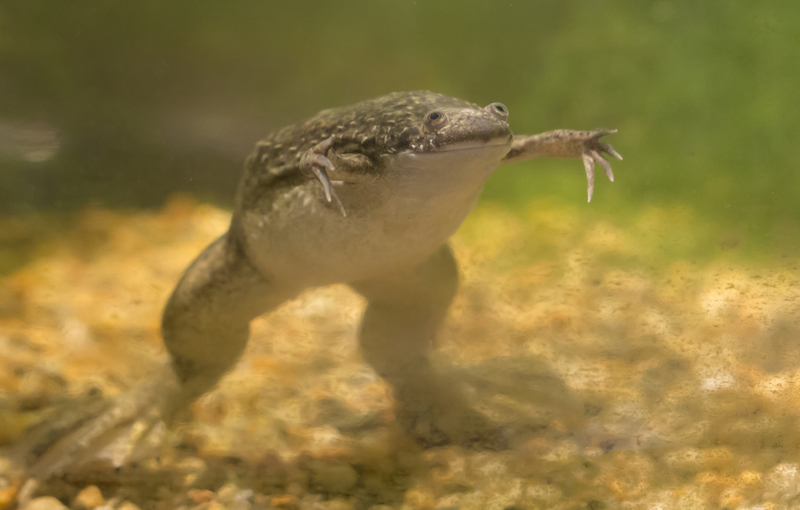 African Clawed Frog | Brandy McKnight/Shutterstock