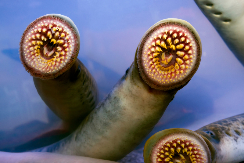 Lamprey | Gena Melendrez/Shutterstock