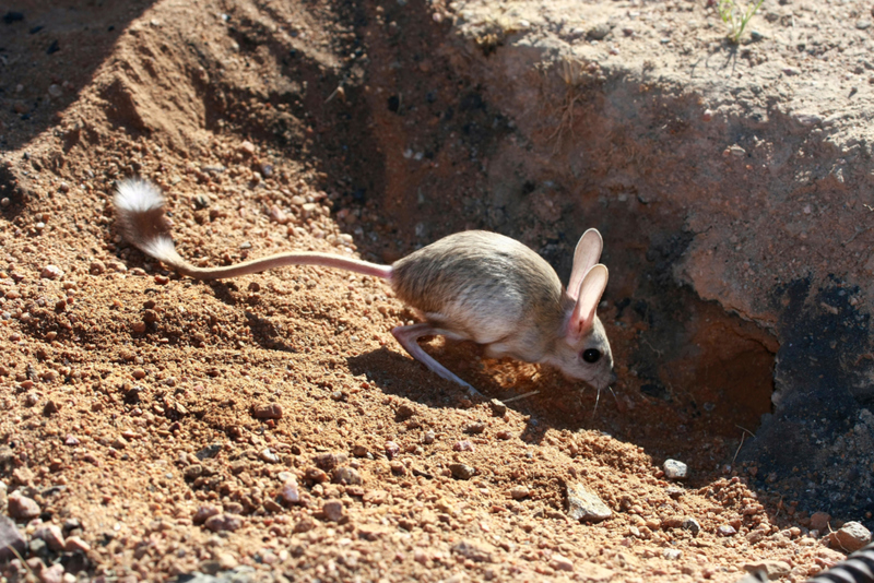 Gobi Jerboa | Alamy Stock Photo by Konstantin Mikhailov/Nature Picture Library