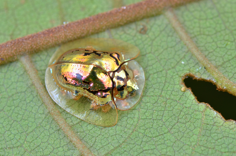 Golden Tortoise Beetle | SIMON SHIM/Shutterstock