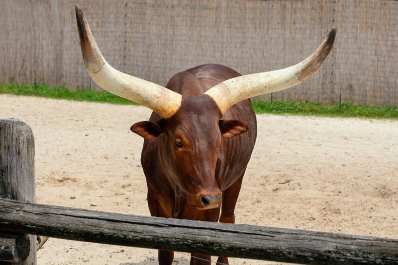 Ankole-Watusi Bull | berni0004/Shutterstock