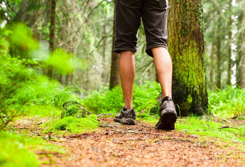 In the Woods | KieferPix/Shutterstock