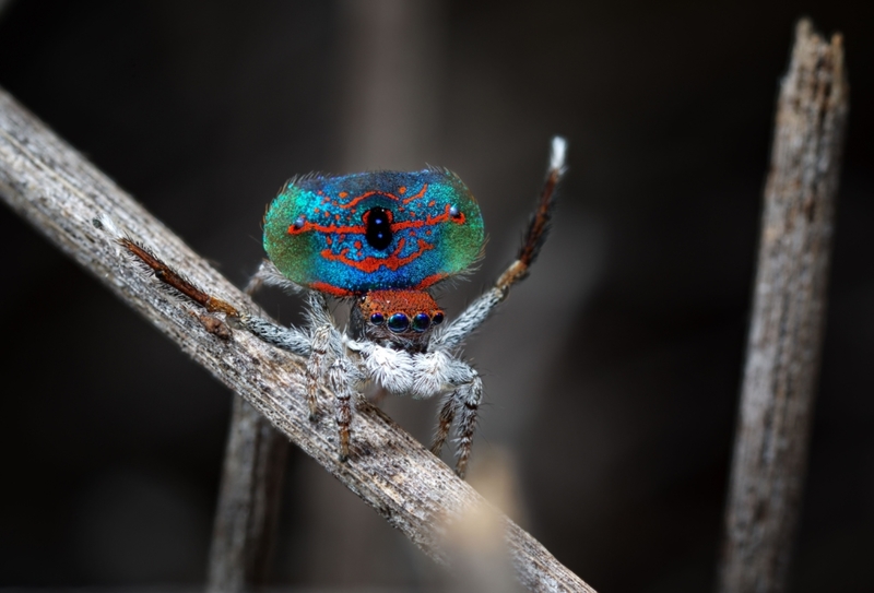 Australian Peacock Spider | Alamy Stock Photo by Paul Harrison