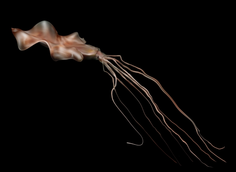 Bigfin Squid | Alamy Stock Photo by Adisha Pramod 