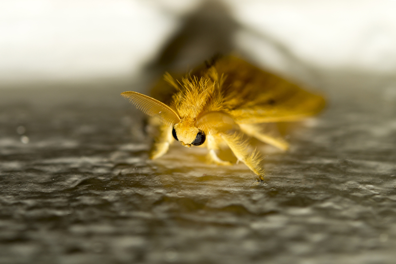 Venezuelan Poodle Moth | Pheobus/Shutterstock