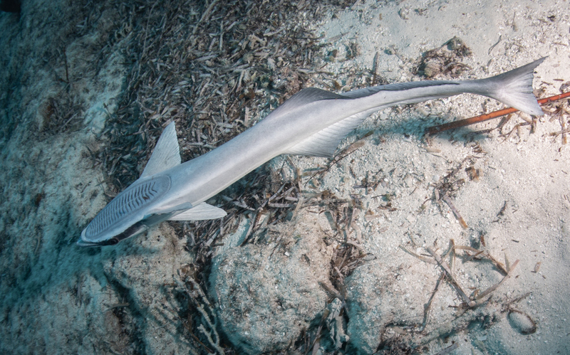 Remora | Maui Topical Images/Shutterstock