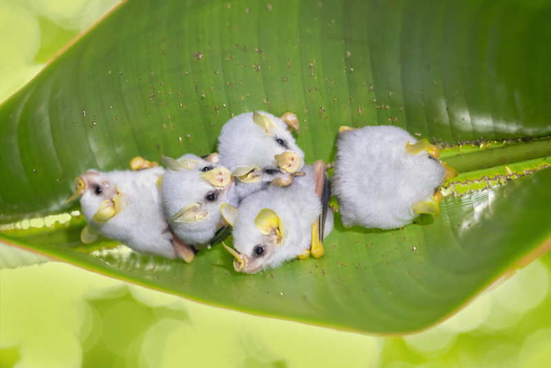 Honduran White Bat | Milan Zygmunt/Shutterstock