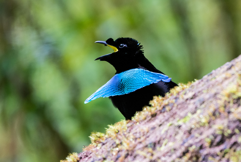 Ave del paraíso soberbia de Vogelkop | Alamy Stock Photo