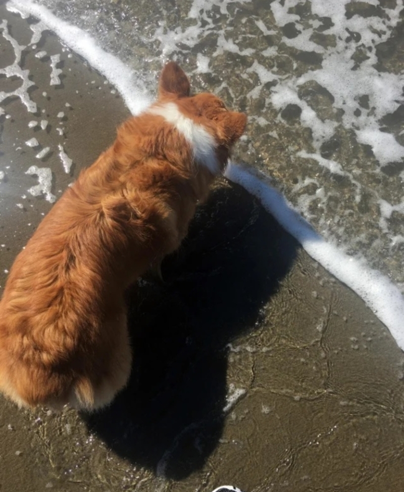 The Dog and the Sea | Reddit.com/tortugatuba