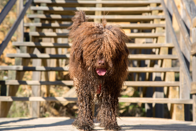 Cão d’água espanhol | Alamy Stock Photo by Kevin George