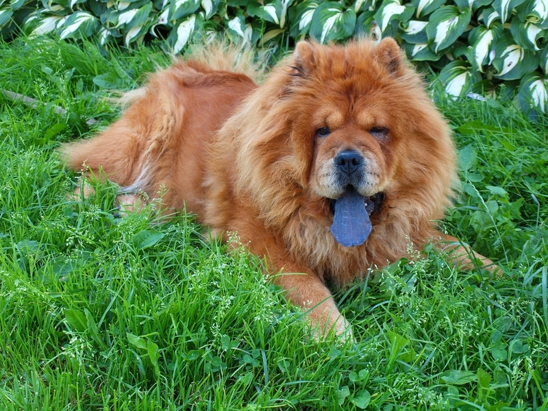 Chow-Chow | Bokstaz/Shutterstock 