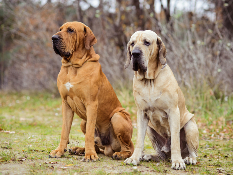 Fila Brasileiro www.vetstreet.com  Razas de perros, Comportamiento de los  perros, Razas de perros gigantes