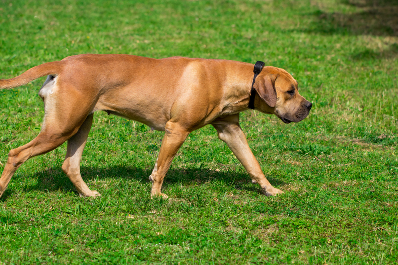 Boerboel | ALEX S/Shutterstock