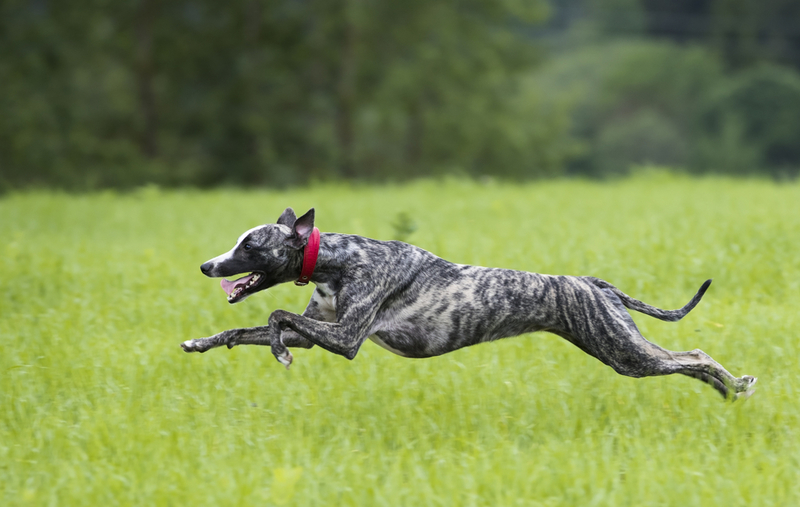 Galgo inglês | Liliya Kulianionak/Shutterstock 