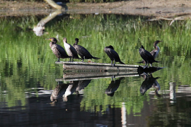 Never Go in the Water if It Looks Green or Has a Bad Smell | Getty Images Photo by Bruce Bennett