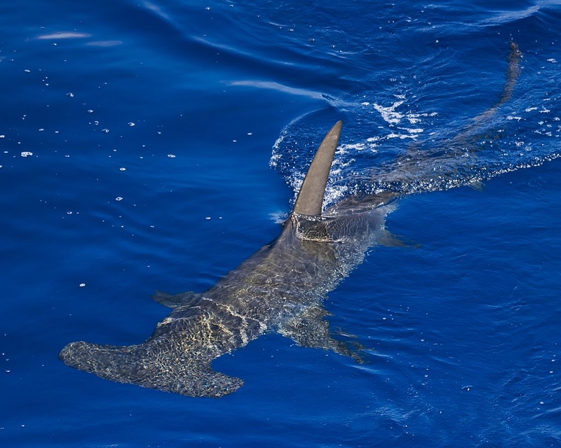 HAMMERKOPF NAHAUFNAHME | Getty Images Photo by James Abernethy/Barcroft Media