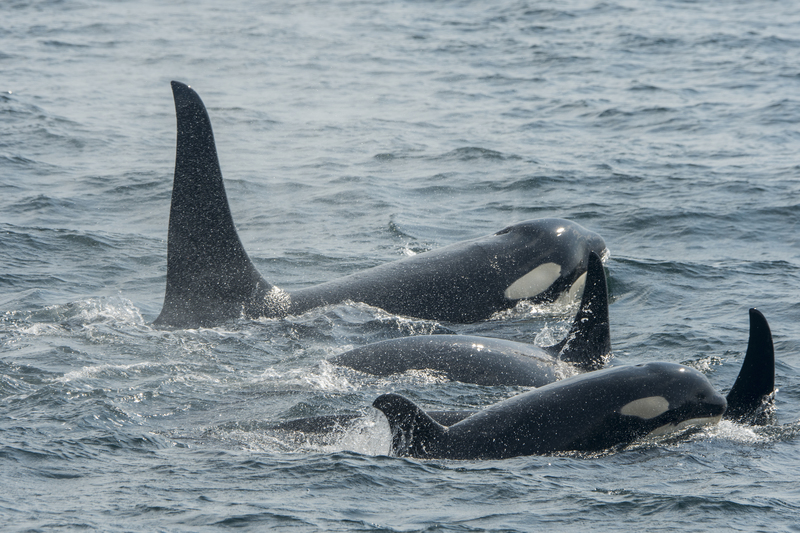 BEIM SCHLEMMERN EINES GROSSEN WALS | Getty Images Photo by Wolfgang Kaehler/LightRocket