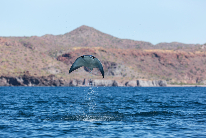 FLIEGENDER STACHELROCHEN | Alamy Stock Photo by Michael S. Nolan