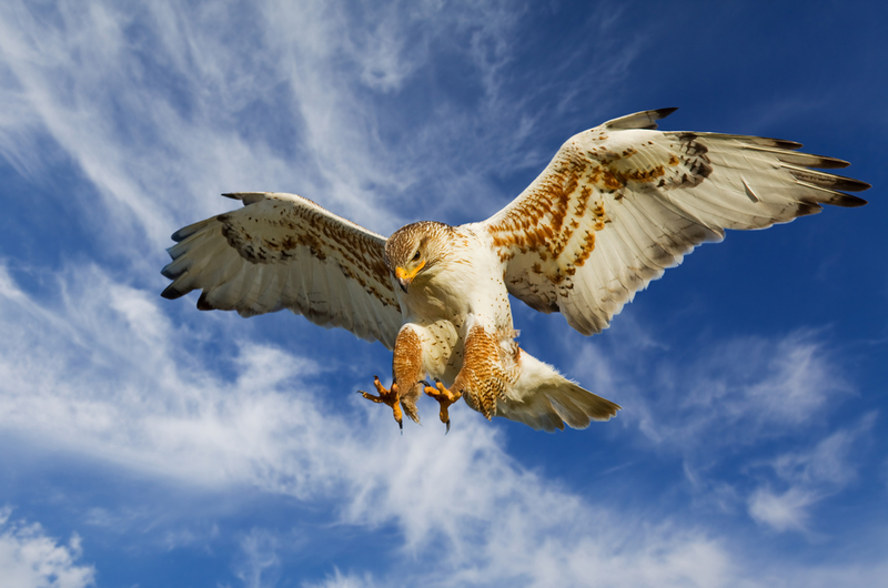 AUF DER JAGD | Shutterstock Photo by Stephen Mcsweeny