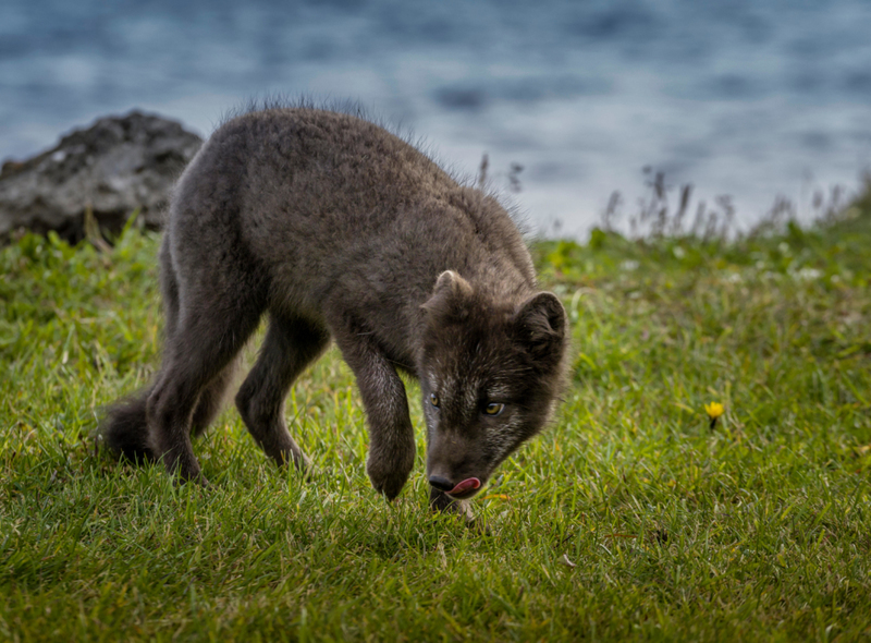 Le seul mammifère natif à l’Islande | Alamy Stock Photo by Ragnar Th Sigurdsson/ARCTIC IMAGES 