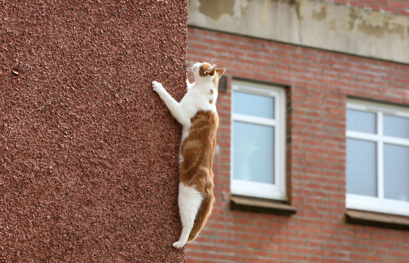 Gatos são ambiciosos | Alamy Stock Photo by Andrew Milligan/PA Images 