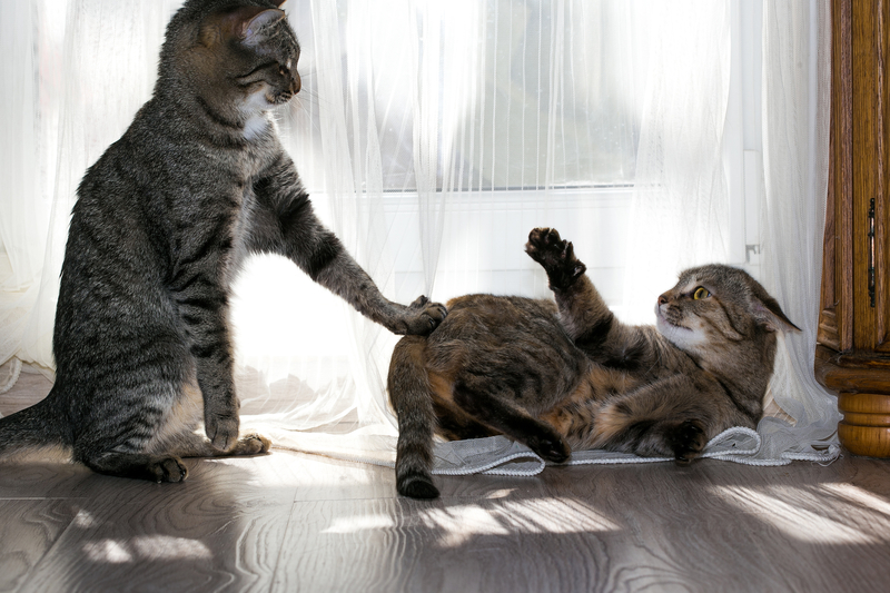 Gatos mandões | Shutterstock Photo by Larisa Lo
